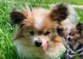 World's oldest dog dies 2026